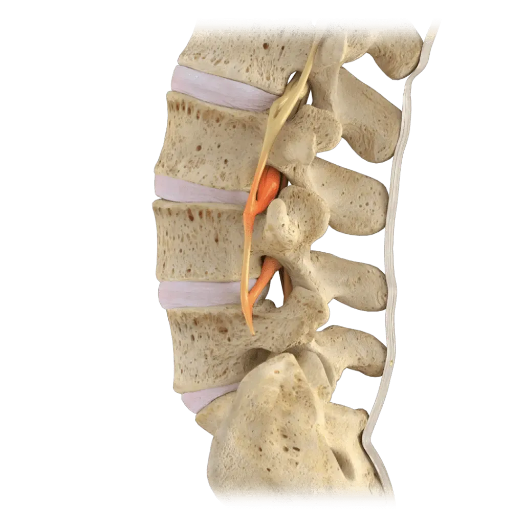 Balanced Chiropractic Center - Cuidado quiropráctico profesional